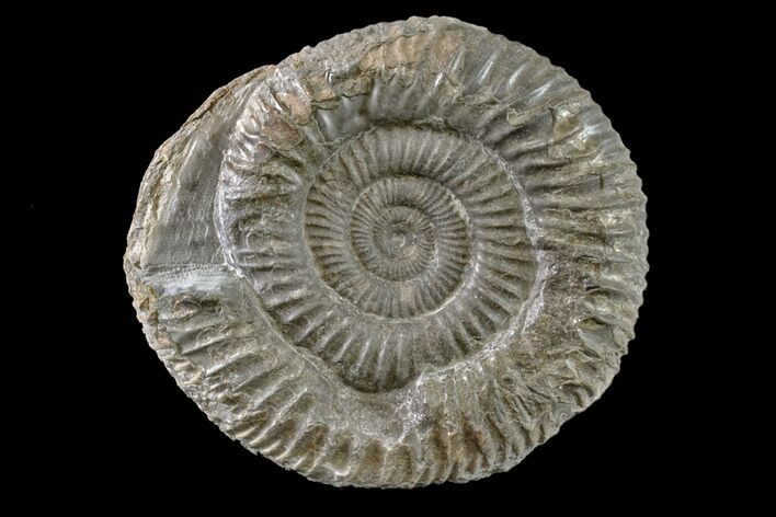 Ammonite (Dactylioceras) Fossil - England #163017